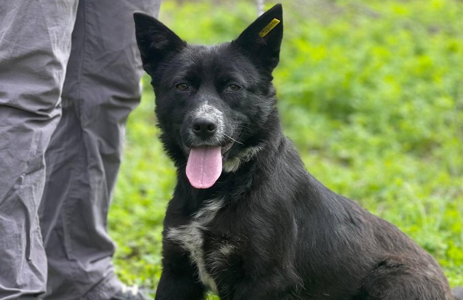 Chiens à adopter